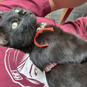 Lost Cat Nebula Noir