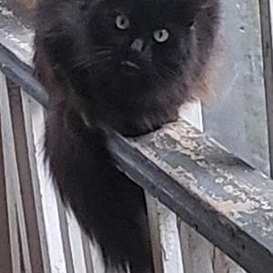 Lost Cat Hoot
