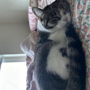 Lost Cat Sweet Pea