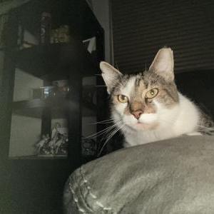 Lost Cat Milo