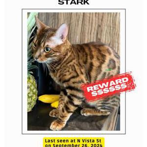 Lost Cat Stark