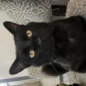 Lost Cat bean