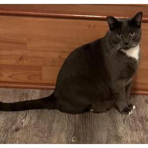 Lost Cat BiBi