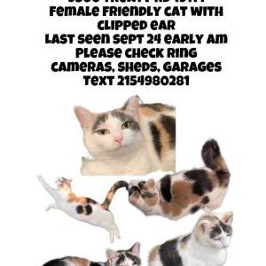Lost Cat Ziggy