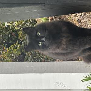 Lost Cat Angus