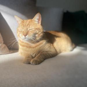 Lost Cat Pedacito