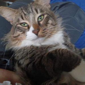 Lost Cat Leo