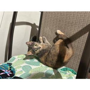 Found Cat Unknown