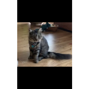 Lost Cat Princess