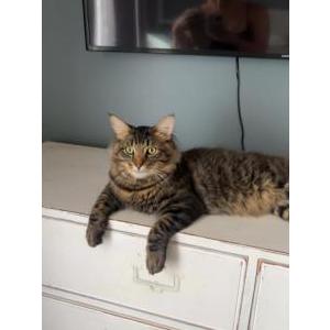 Lost Cat Buckey