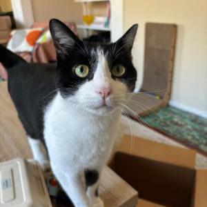 Lost Cat Clover