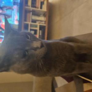 Lost Cat Binx