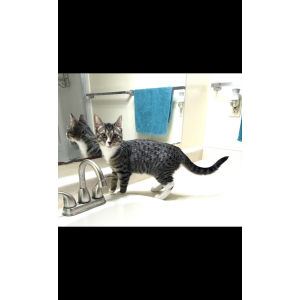 Lost Cat Sunshine