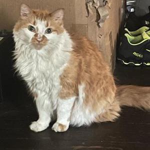 Lost Cat Canelo