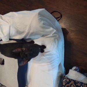 Lost Cat Oliver