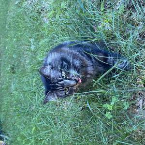 Lost Cat Mochi