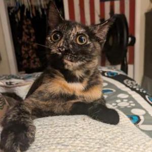 Lost Cat Hazel