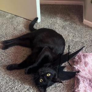 Lost Cat Koa