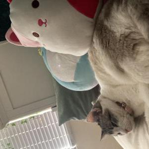 Lost Cat Snookie