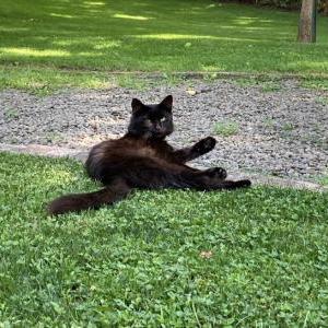 Lost Cat Quinn