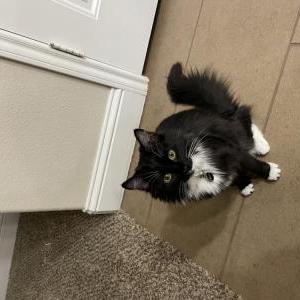 Lost Cat Artie