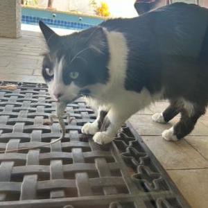 2nd Image of Oreo, Lost Cat