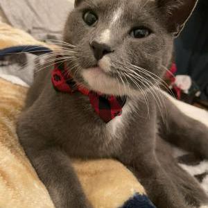 Lost Cat Hulk (papas)