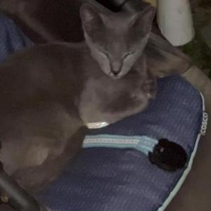 Lost Cat Candy