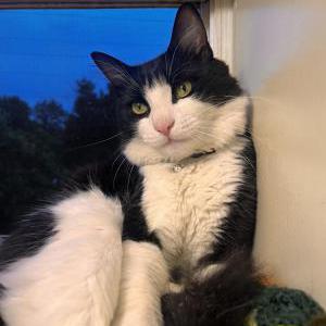 Lost Cat Tom (Sly)