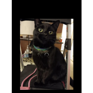 Lost Cat mishka