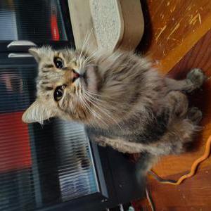 Found Cat Unknown