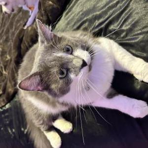Lost Cat Cody