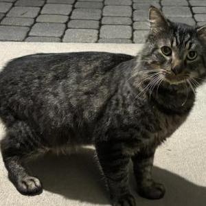 Found Cat Unknown