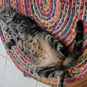 Lost Cat Heuy