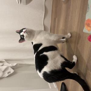 Found Cat Unknown