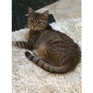 Lost Cat Baby