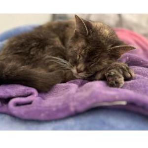 Lost Cat Cadence