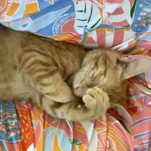 Lost Cat Biscuit