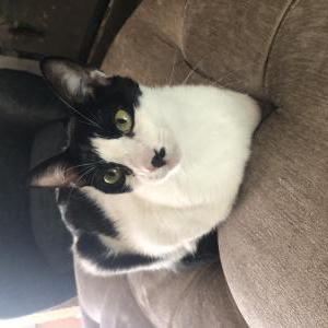 Lost Cat Charley