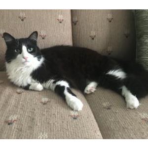 Lost Cat Titan