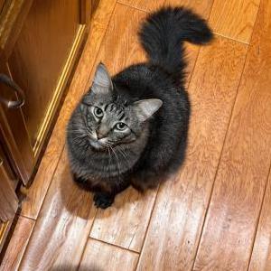 Image of Percy, Lost Cat