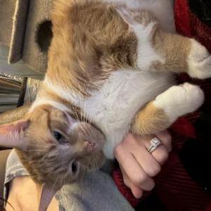Lost Cat Ozzy