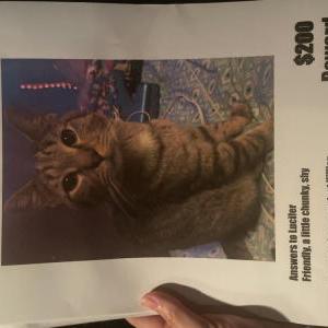 Lost Cat Lucifer