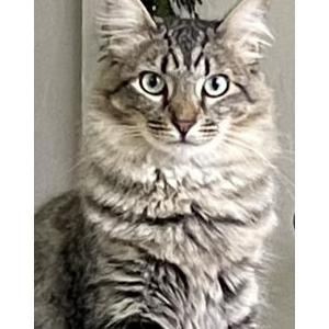 Lost Cat Hjordi