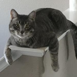 Lost Cat Echo