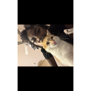 Lost Cat nikko