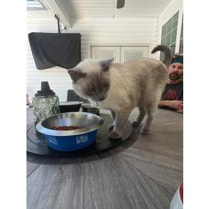 Image of TJ, Lost Cat