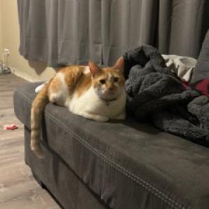 Lost Cat Pumpkin