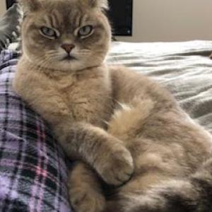 Lost Cat Stormy