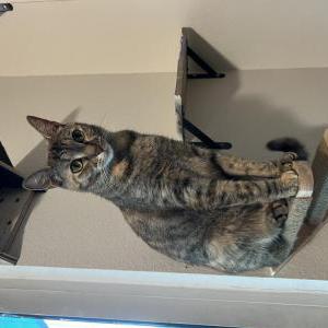 Lost Cat Mimi